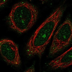 WDR9 Antibody, Novus Biologicals:Antibodies:Primary Antibodies